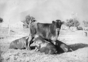 317-2093 TNM Museum - Nursing Cow (are those pigs?)